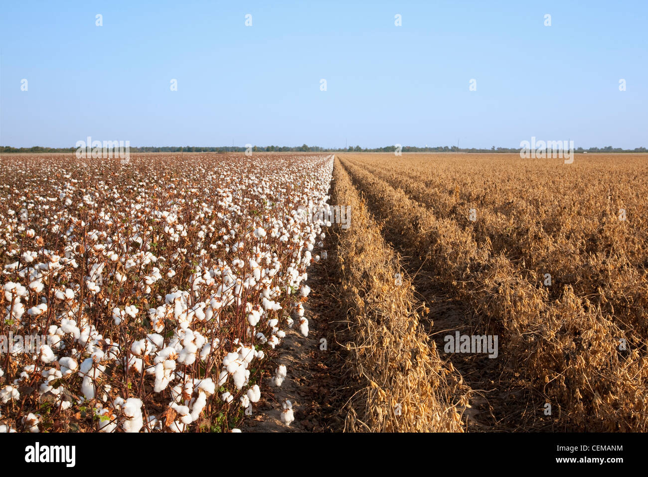 Agricultura - Side-by-side madura etapa de cosecha de cultivos de algodón (izquierda) y soja (derecha) / Tennessee, EE.UU. Foto de stock