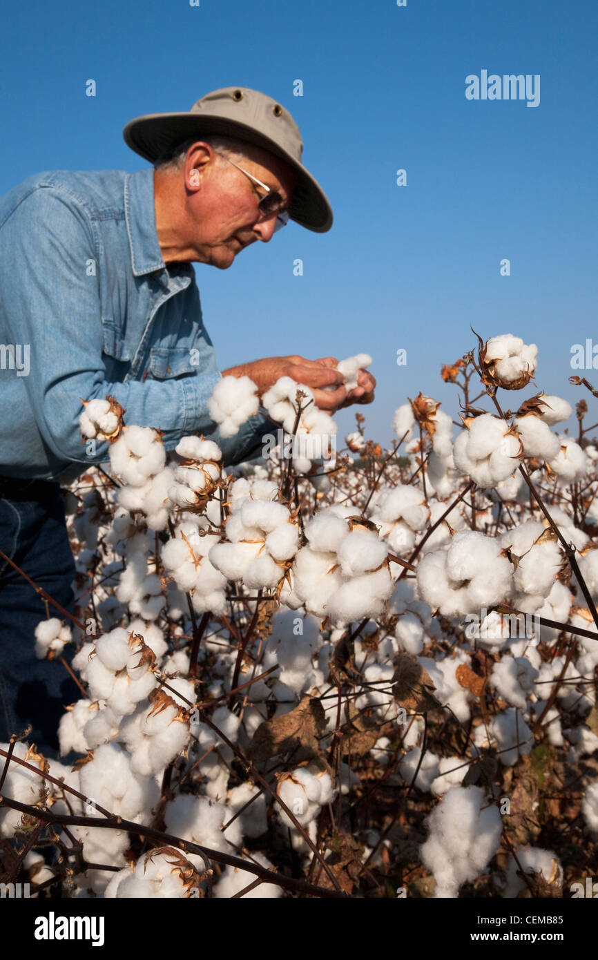 Un agricultor (agricultor) inspecciona su cosecha madura etapa de alto rendimiento para el cultivo de algodón para determinar cuándo empezar la cosecha / Arkansas. Foto de stock