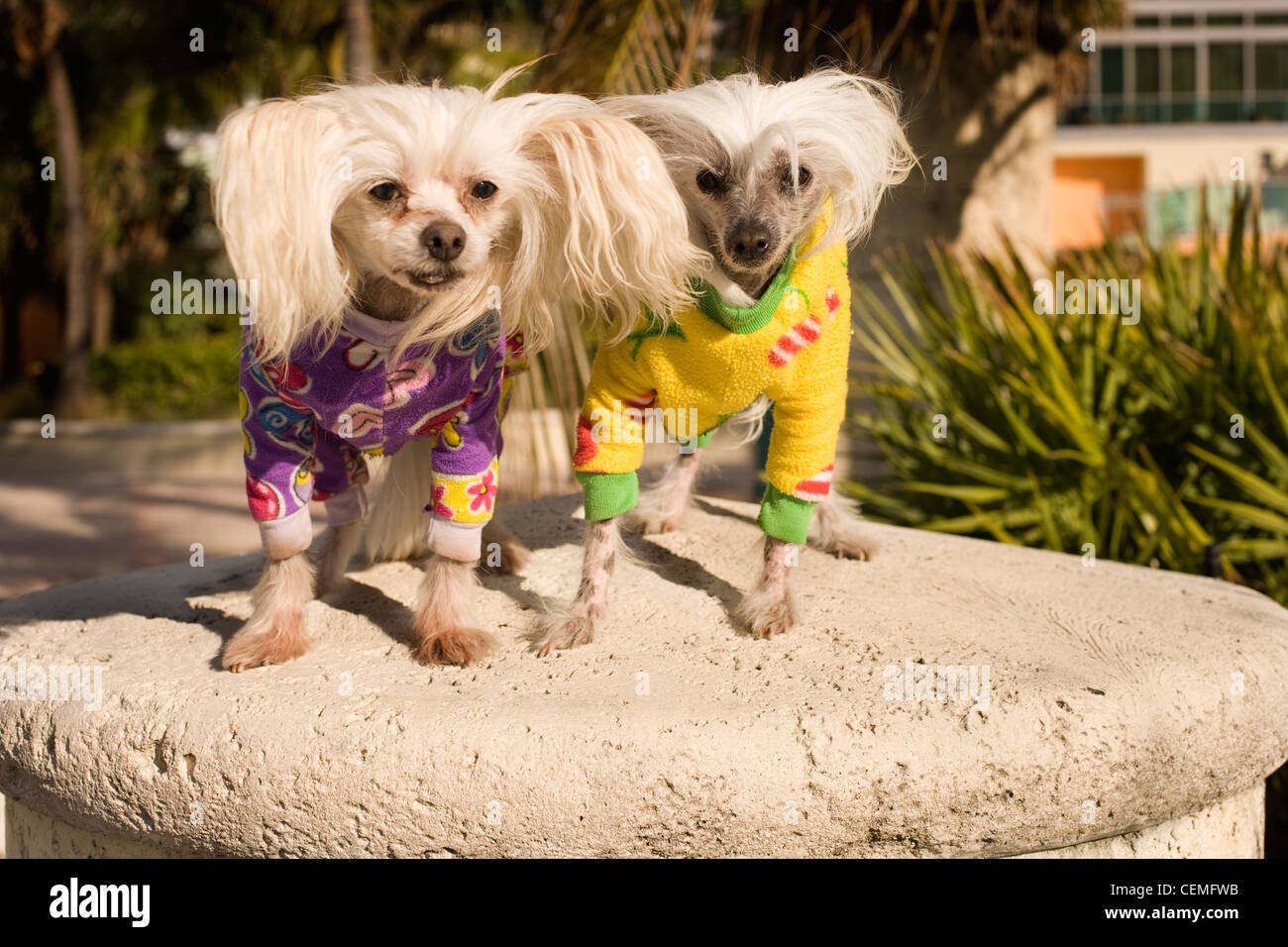 Chinese Crested perros vistiendo capas de color en un paseo a lo largo de Miami South Beach Foto de stock