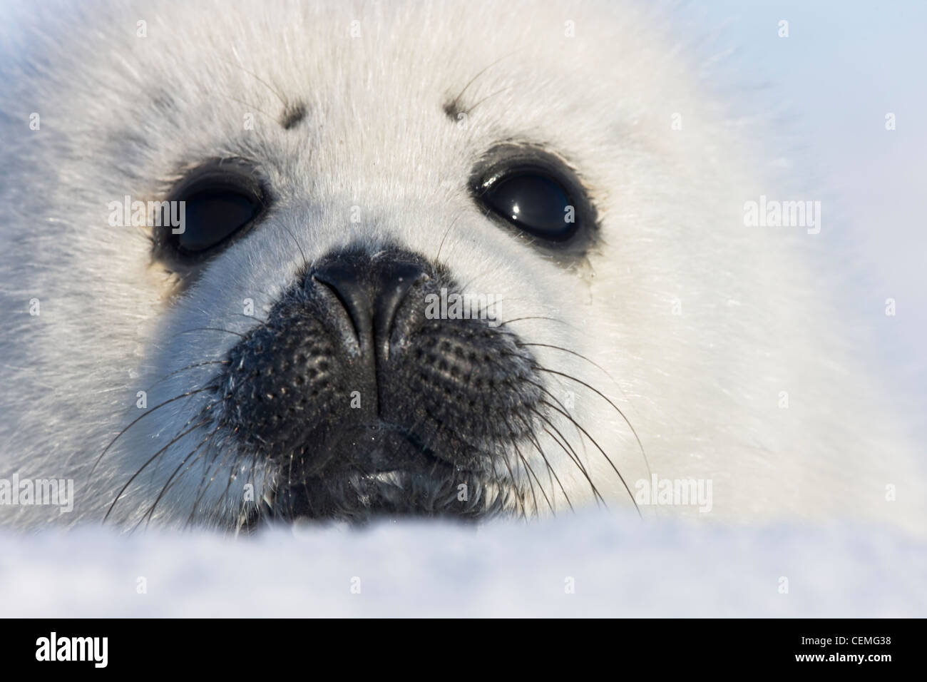 Pup focas arpa sobre hielo, Iles de la Madeleine, Canadá Foto de stock