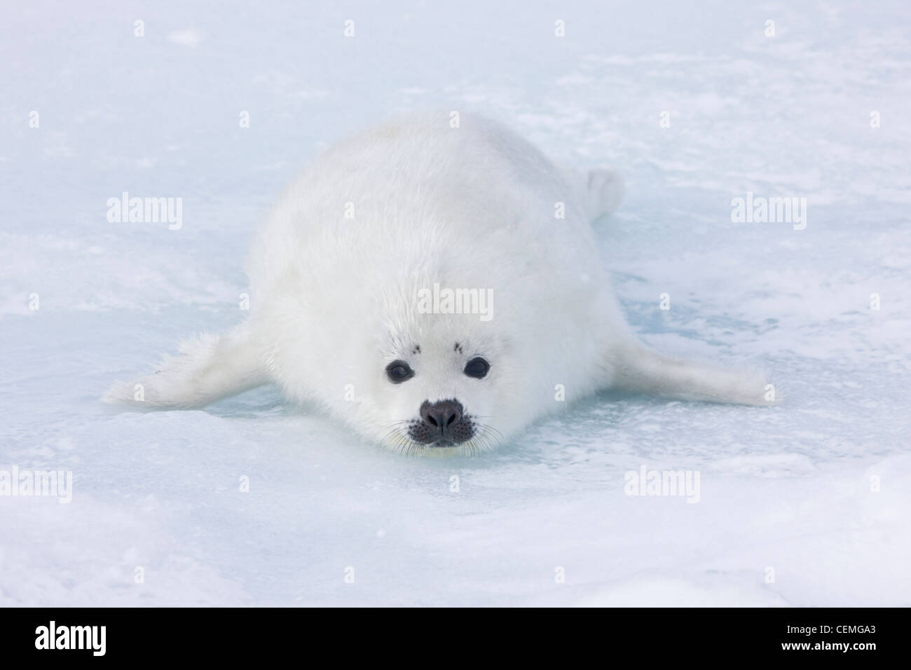 Pup focas arpa sobre hielo, Iles de la Madeleine, Canadá Foto de stock