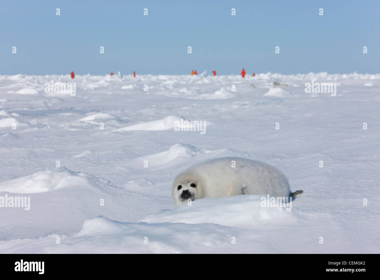 Pup focas arpa sobre el hielo, los turistas en la distancia, Iles de la Madeleine, Canadá Foto de stock
