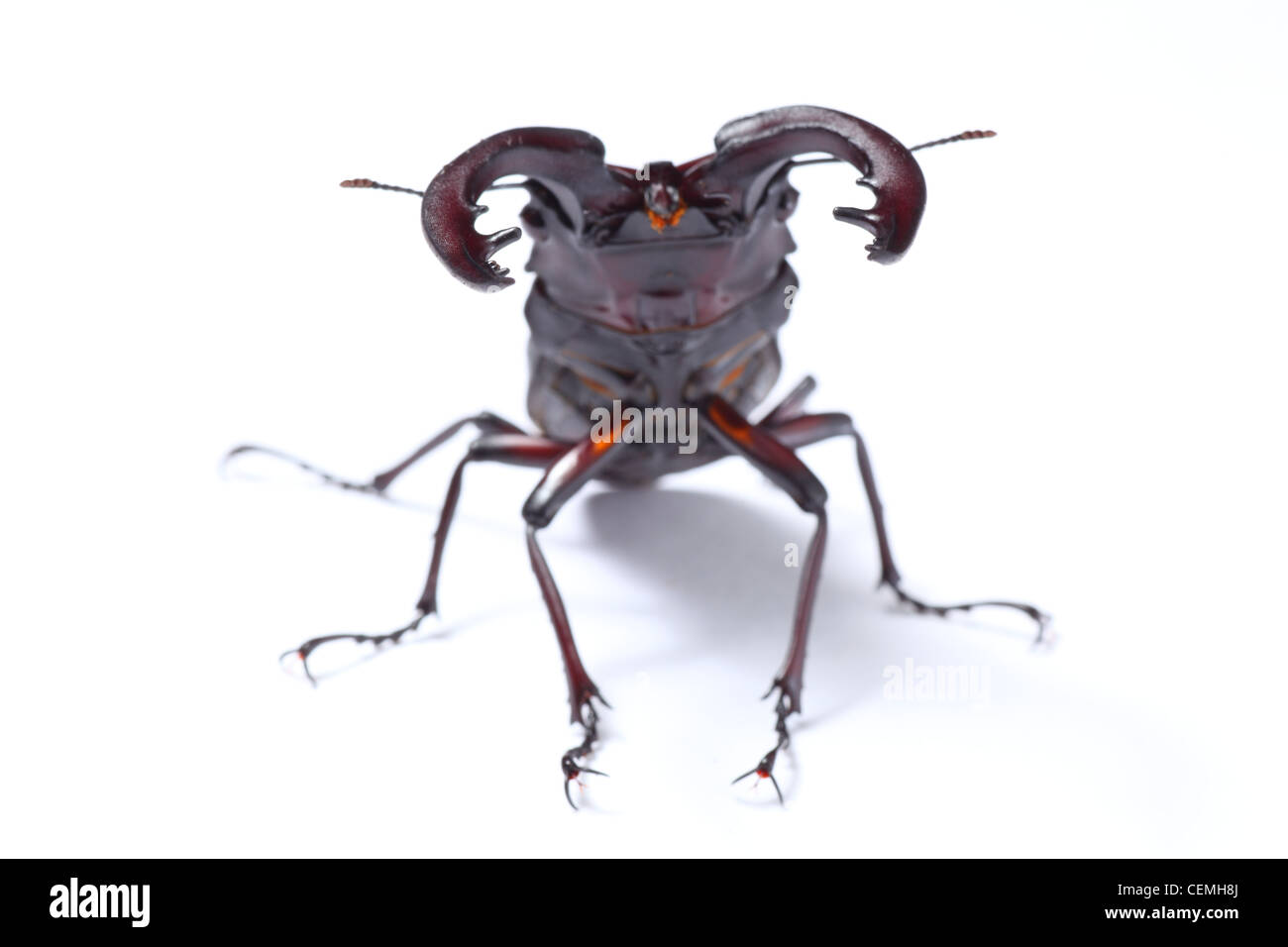 Stag beetle sobre fondo blanco, capturado en Japón Foto de stock