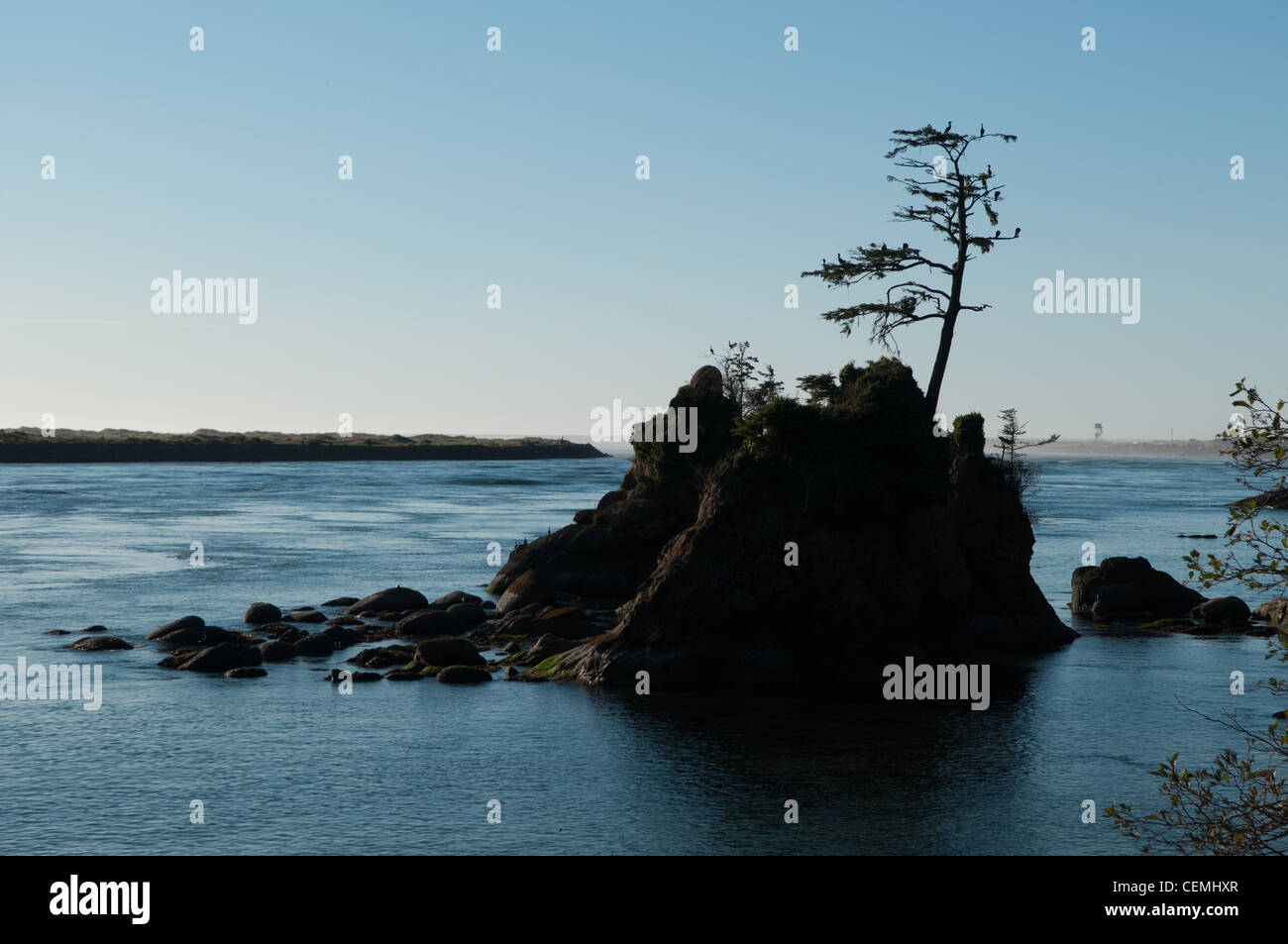Cormoranes en el árbol frente a la rocosa costa de Oregon Foto de stock