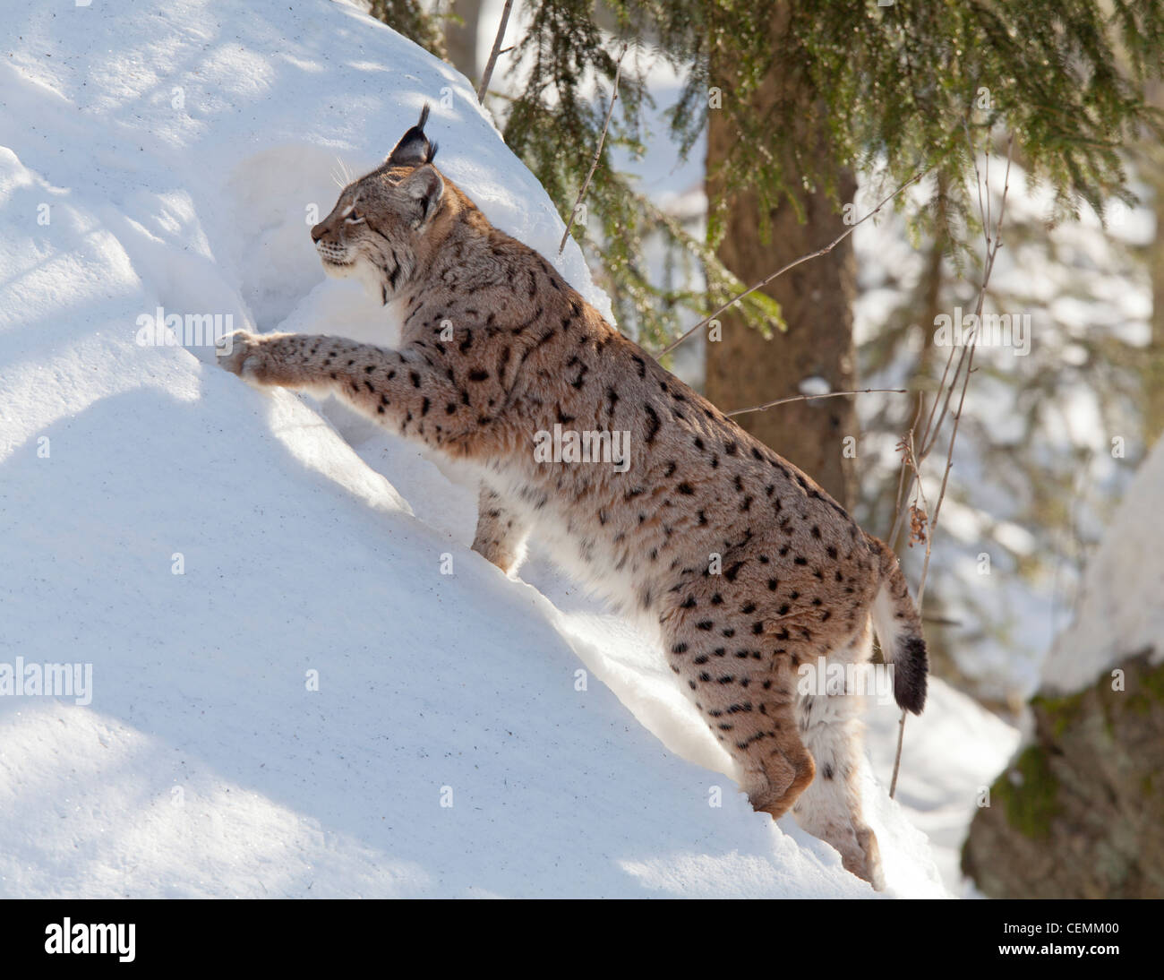 El lince (Lynx lynx) Foto de stock