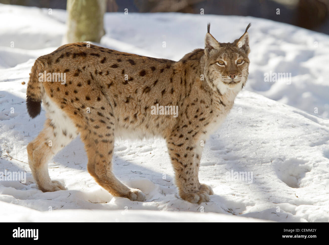 El lince (Lynx lynx) Foto de stock