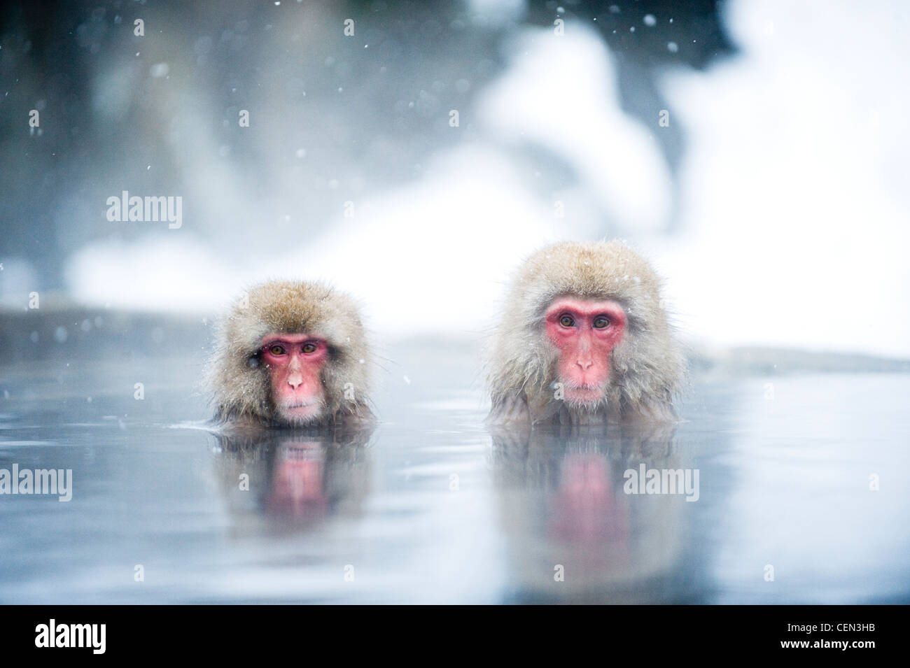 Los macacos japoneses Foto de stock