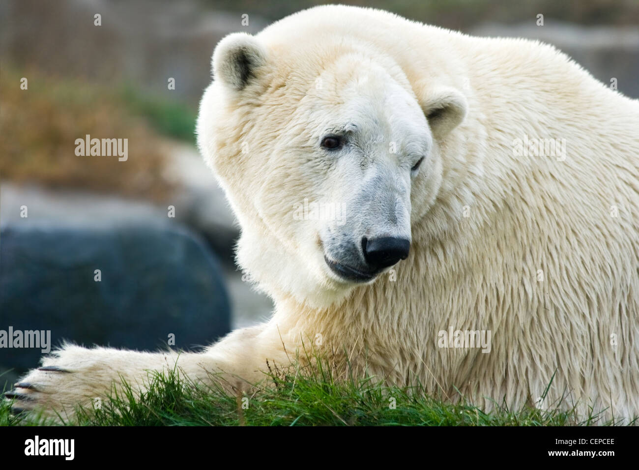 El oso polar, el icebear o Ursus maritimus tumbarse y mirar hacia atrás Foto de stock