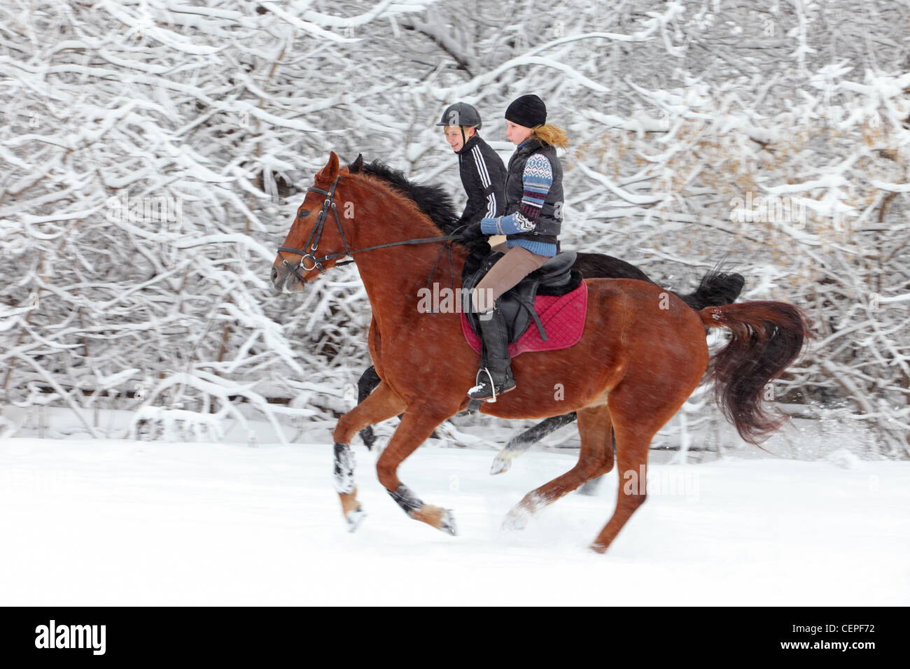 Dos muchacha cabalgatas en el bosque de invierno Foto de stock
