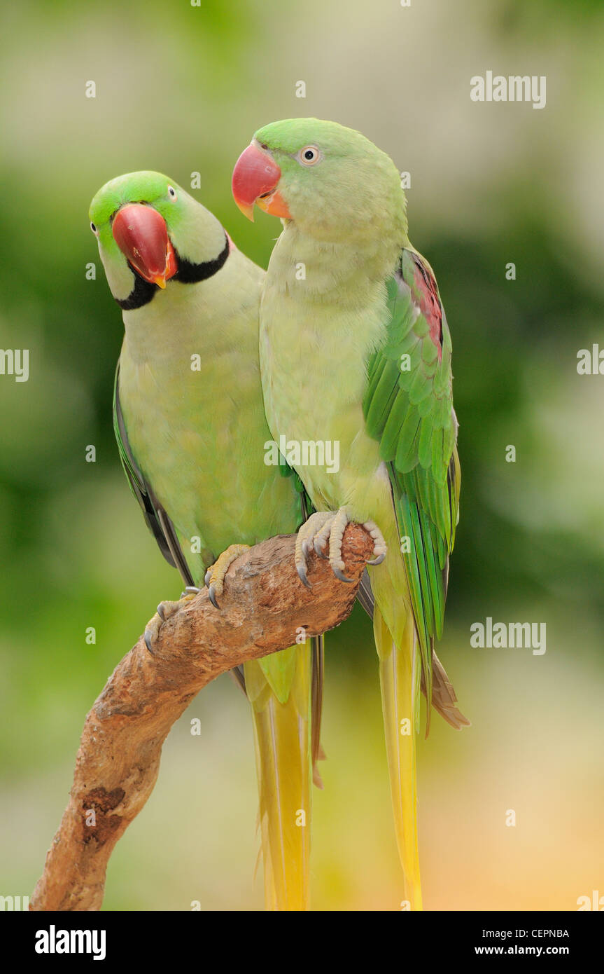 Indian Ringneck Parrot Psittacula krameri manillensis cautivos masculinos y femeninos Foto de stock