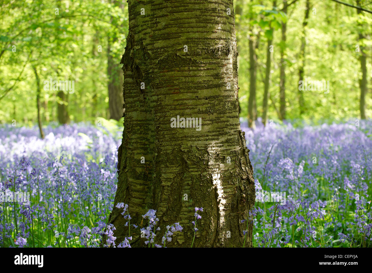 Un árbol de pie en un bosque lleno de campanillas. Foto de stock
