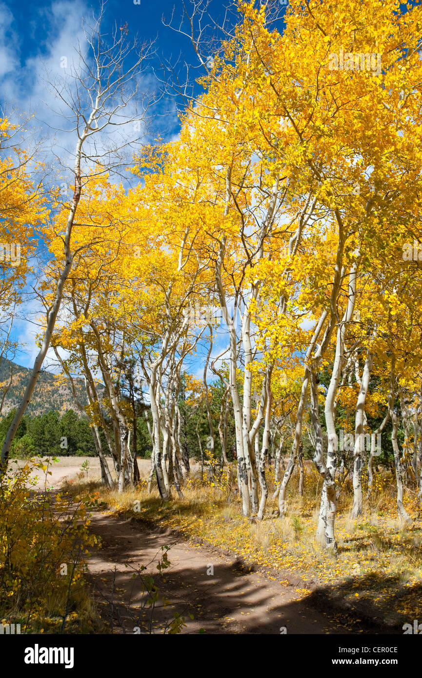 Aspen árboles en otoño en la cordillera de las montañas Rocosas de Colorado Fotografía de stock