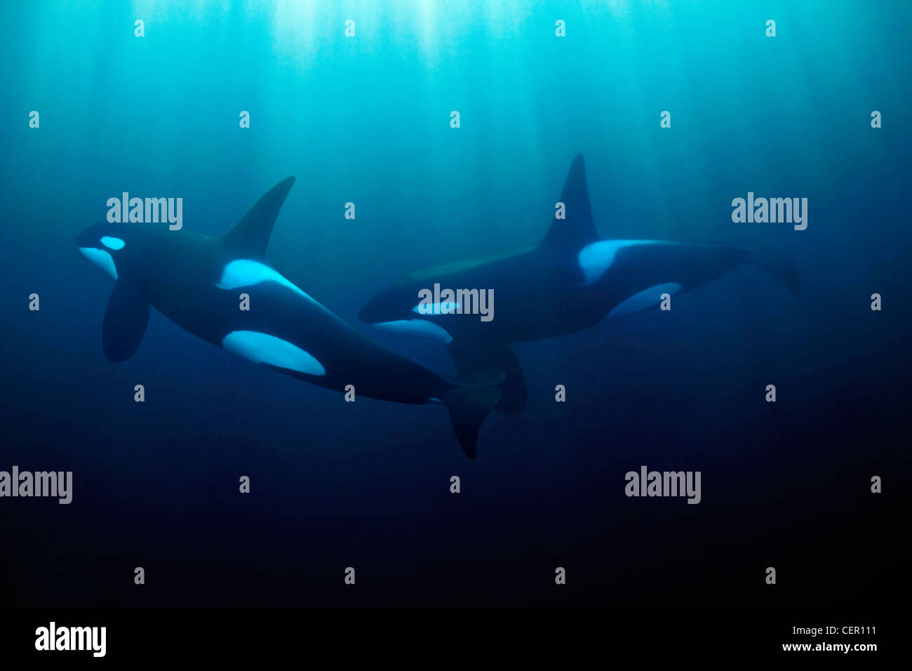 Orca la ballena asesina, Orcinus orca, Océano Atlántico, Noruega Foto de stock