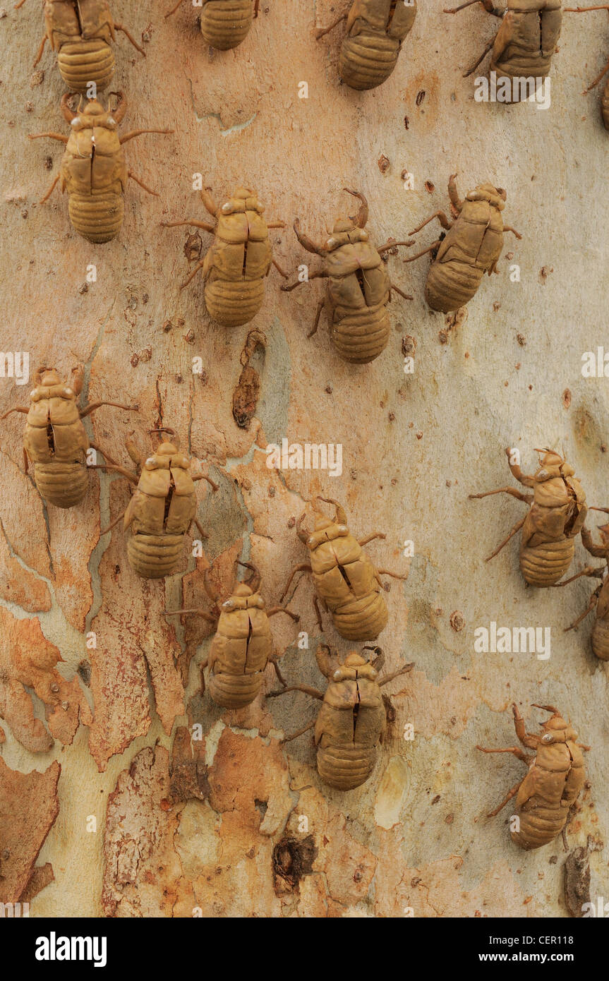Stag Beetle Chrysalis casos en árbol de eucalipto fotografiado en Queensland, Australia Foto de stock