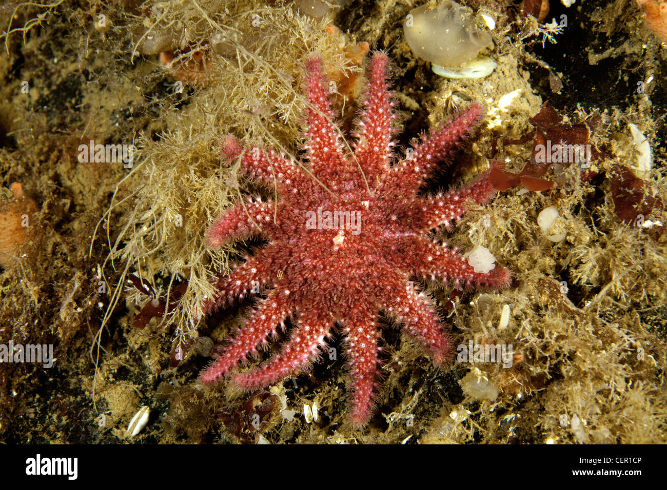 La estrella de mar de cáscara espinosa, Crossaster papposus, Mar Blanco, Karelia, Rusia Foto de stock