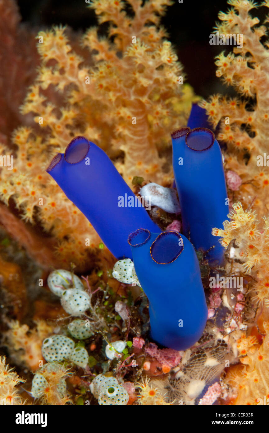 Ascidia azul en el Arrecife de Coral, Rhopalaea sp., arrecifes Tubbataha, mar Sulu, Filipinas Foto de stock