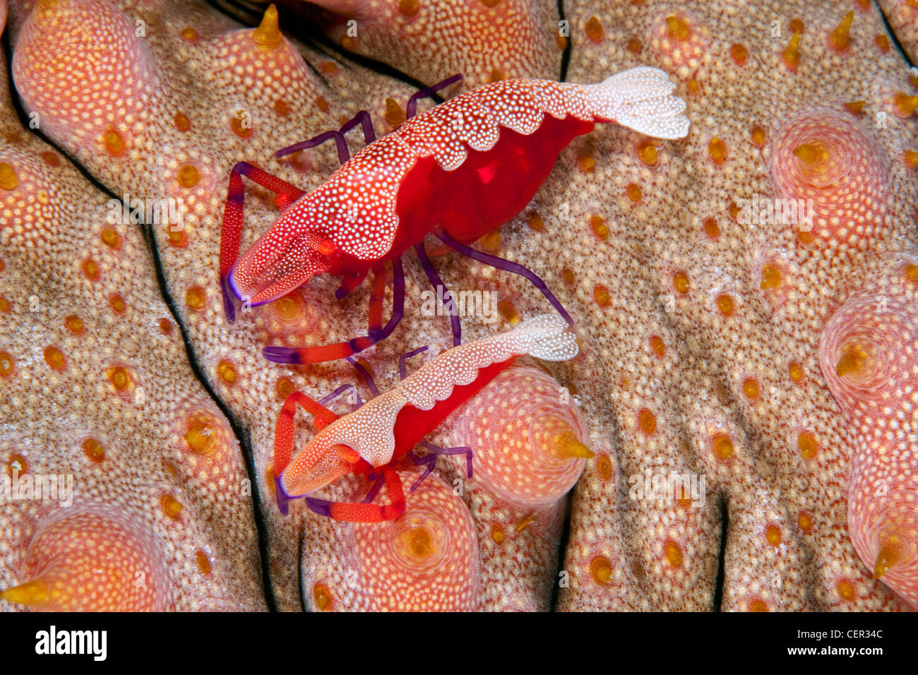 Par de Emperador camarones en pepino de mar, Periclimenes imperator, arrecifes Tubbataha, mar Sulu, Filipinas Foto de stock