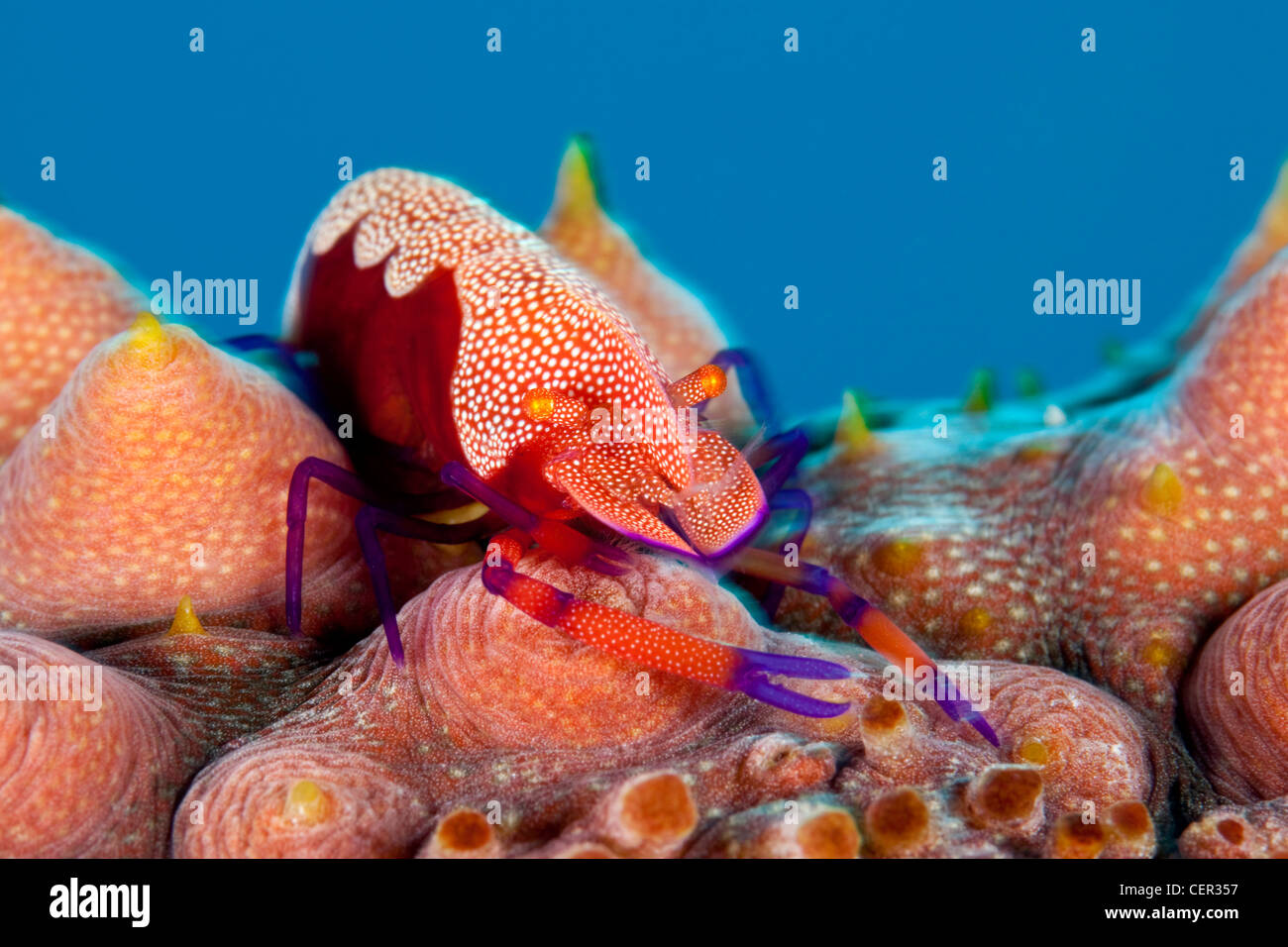 El emperador camarones en pepino de mar, Periclimenes imperator, arrecifes Tubbataha, mar Sulu, Filipinas Foto de stock