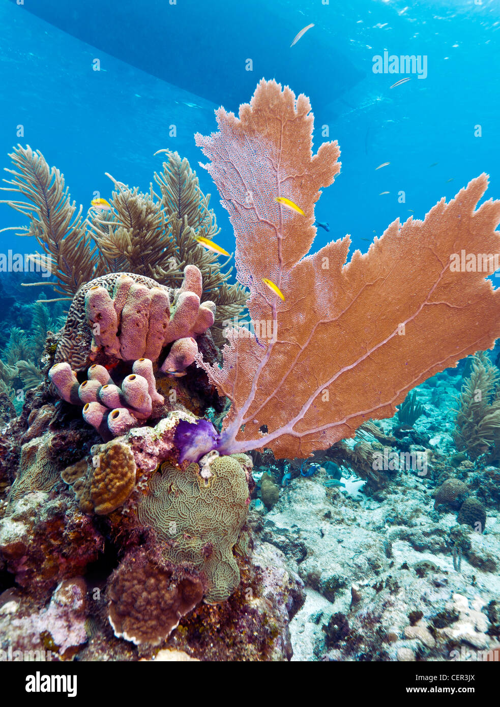Jardines de Coral en la costa de Roatan Honduras Foto de stock