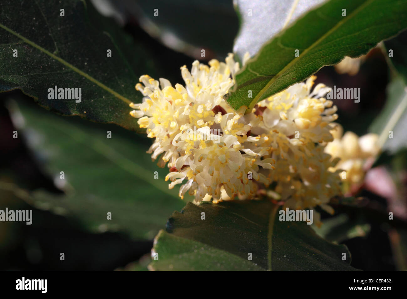Bay florecen en el jardín de la bahía laurel (Laurus nobilis, planta de