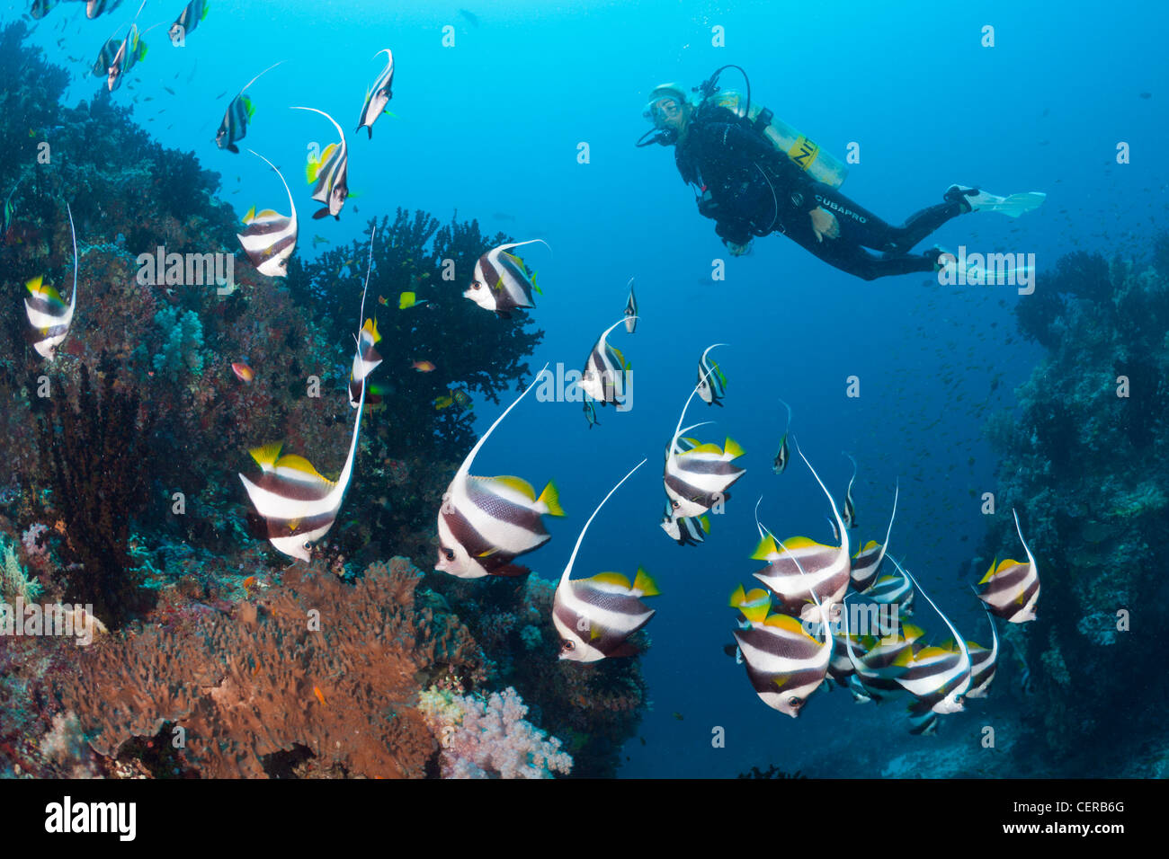 Scuba Diver y gallardete, Bannerfish Heniochus diphreutes, North Male Atoll, Maldivas, Océano Índico Foto de stock