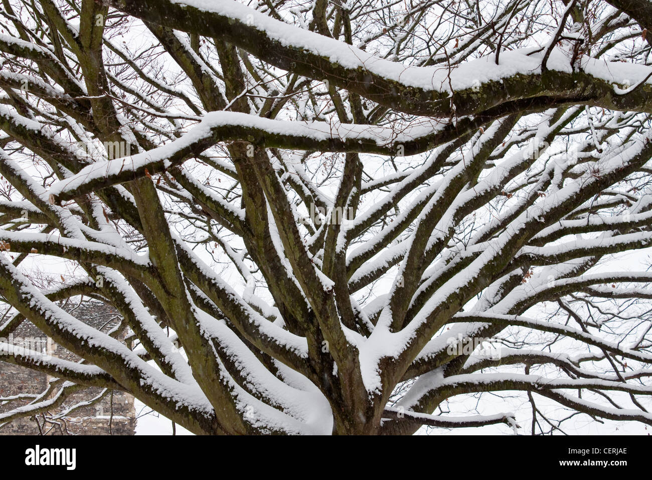 Las ramas de los árboles cubiertos de nieve profunda invierno diciembre Foto de stock