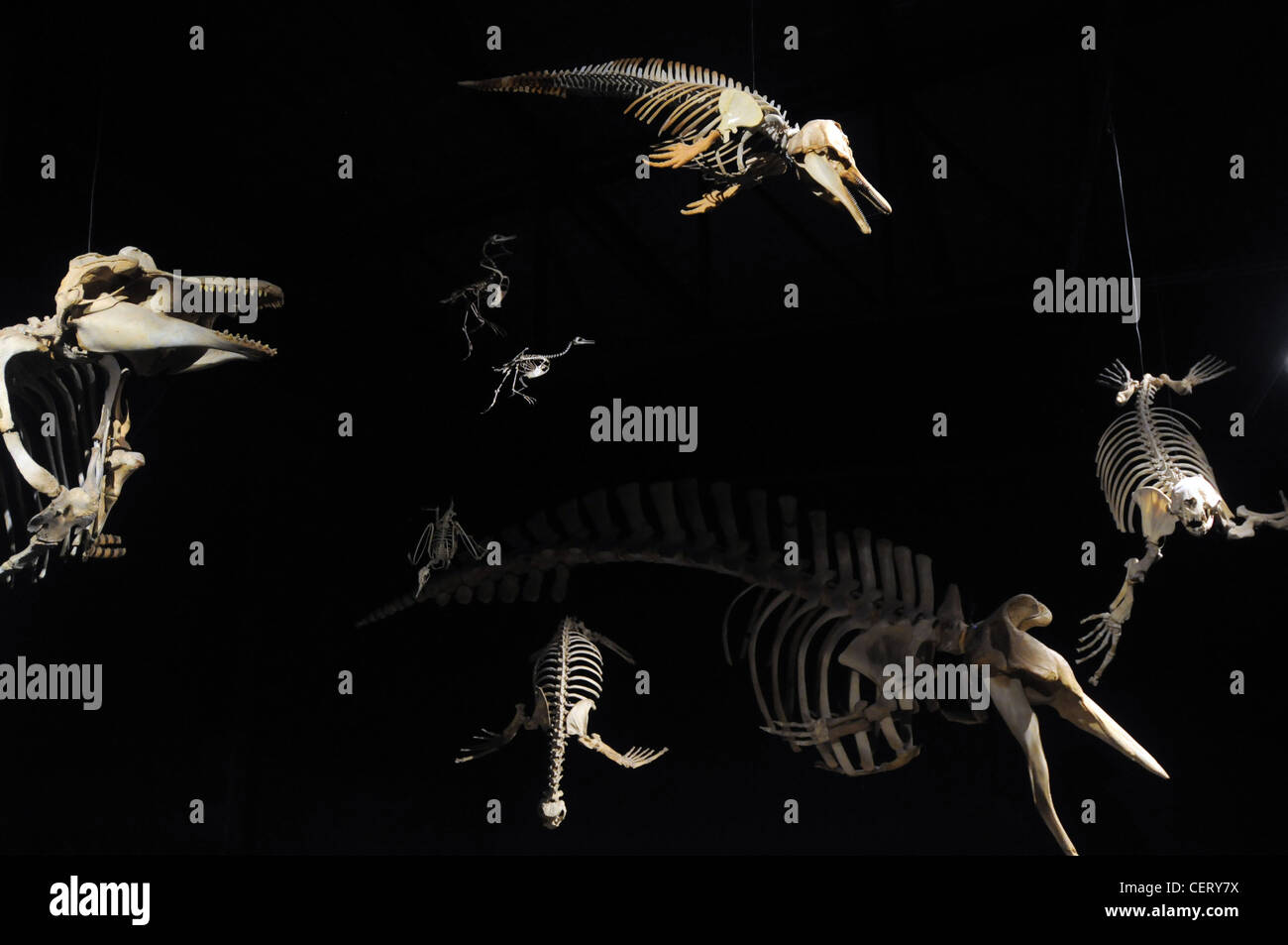Esqueletos fósiles de reptiles marinos extintos, mamíferos y aves en exhibición en el Museo Paleontológico Egidio Feruglio, Trelew Foto de stock