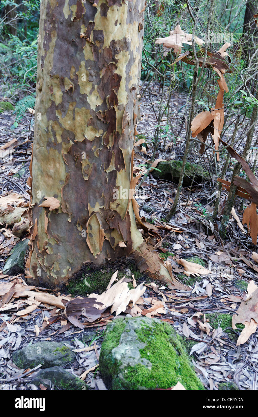 Corteza Shedded en la base de un gum tree (Eucalyptus oreades) en las Montañas Azules de Australia, un gran riesgo de incendio en verano Foto de stock
