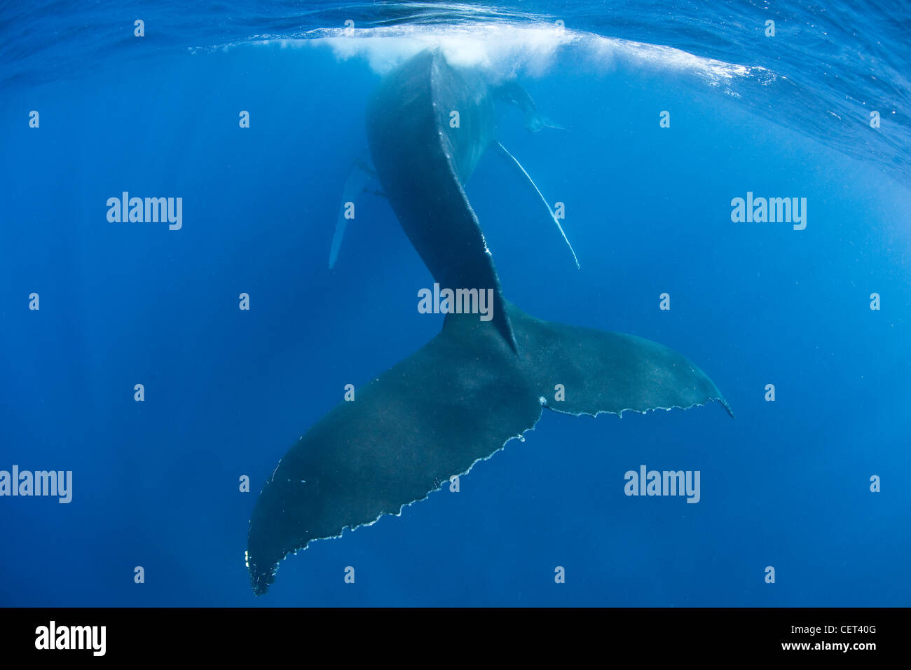 Un completo crecido ballena jorobada, Megaptera novaeangliae, superficies para respirar. La ballena de Fluke es de casi 14 metros de ancho. Foto de stock
