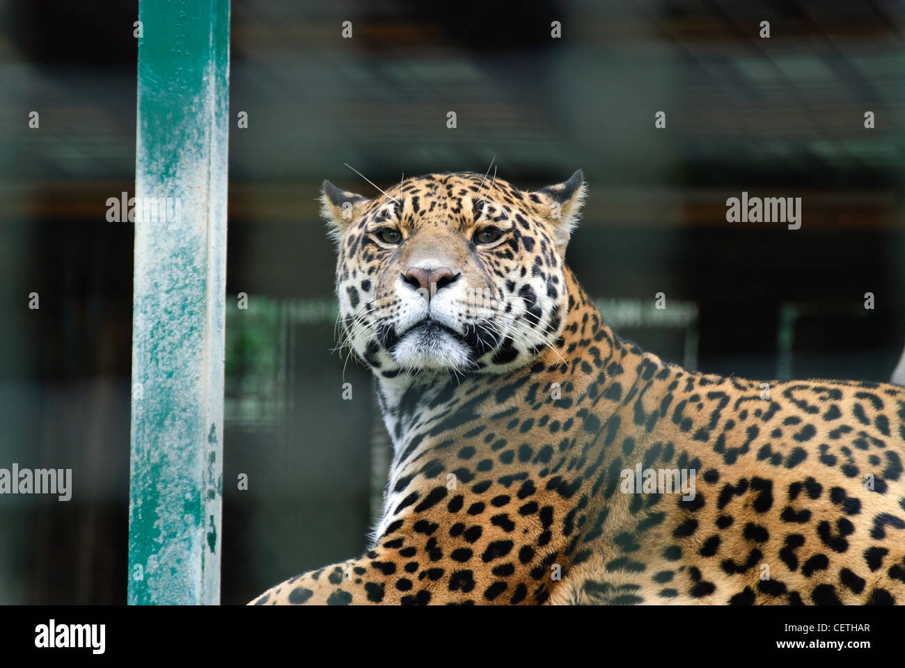 Leopard en una jaula en el zoo. Foto de stock