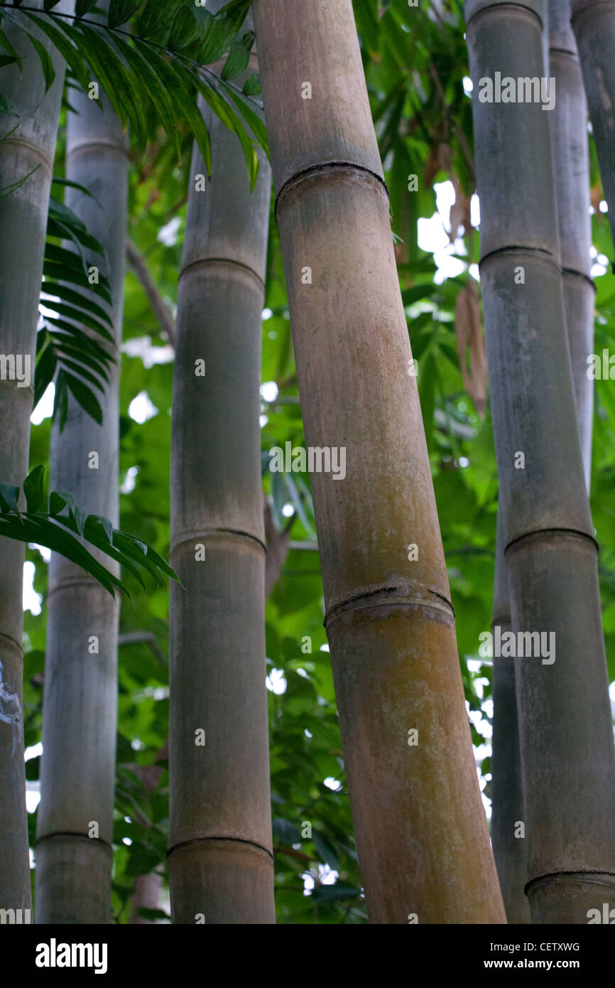 Tallos de bambú gigante Foto de stock