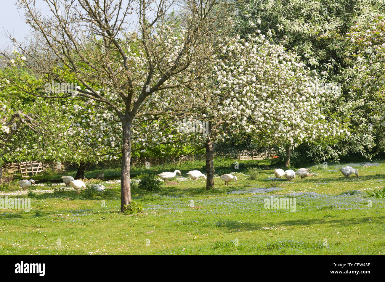 Huerto con gansos domesticados en la primavera de West Sussex Foto de stock
