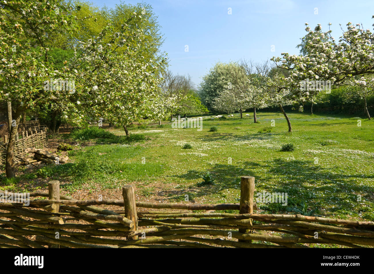 Huerta en la primavera de West Sussex Foto de stock