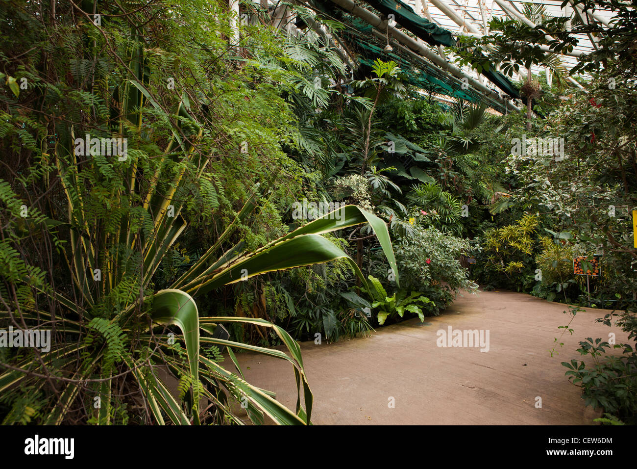 Reino Unido, Gales, Swansea, Plantasia jardín tropical interior Foto de stock
