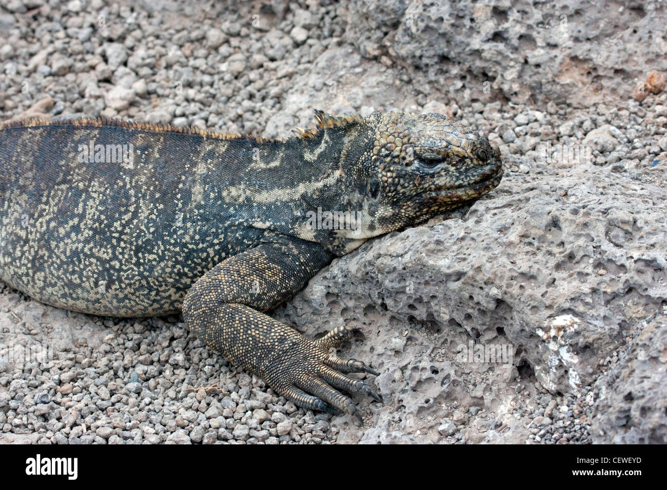 Iguana marina de Galápagos Foto de stock
