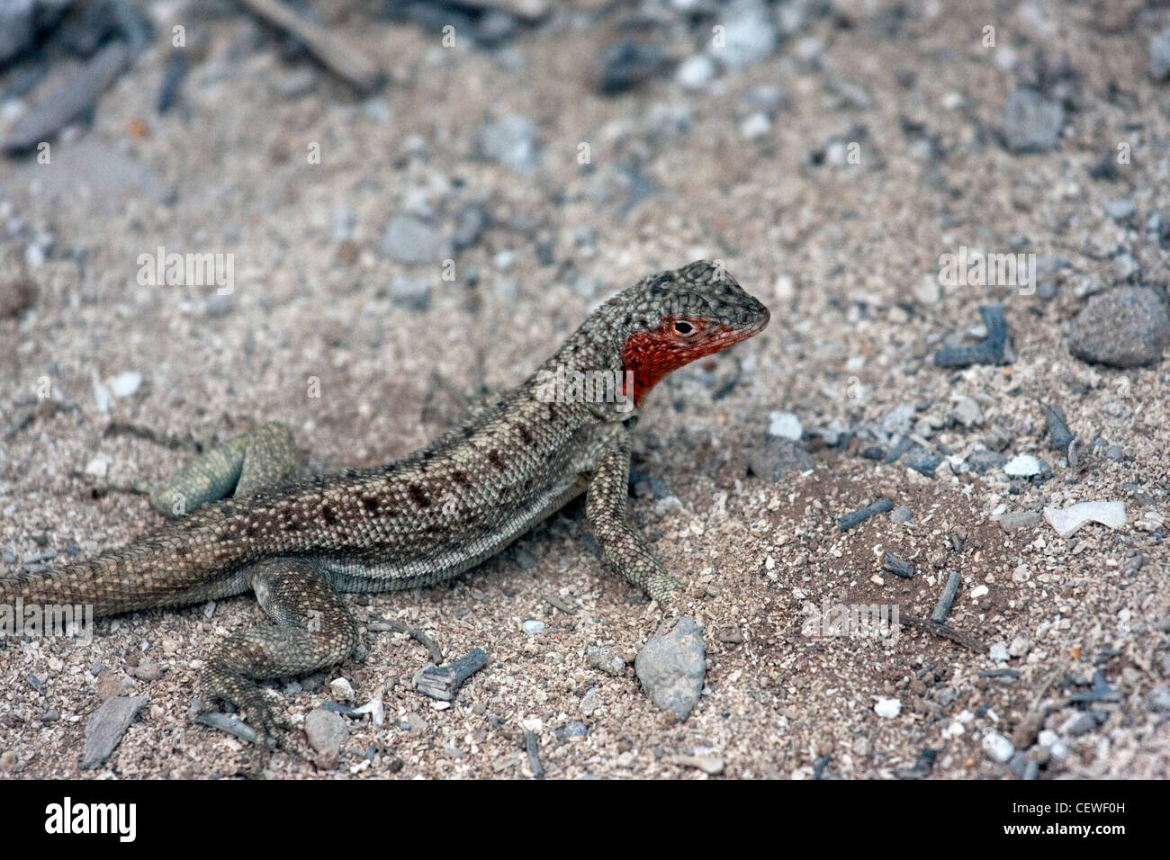 Red throated lizard en las Islas Galápagos Foto de stock
