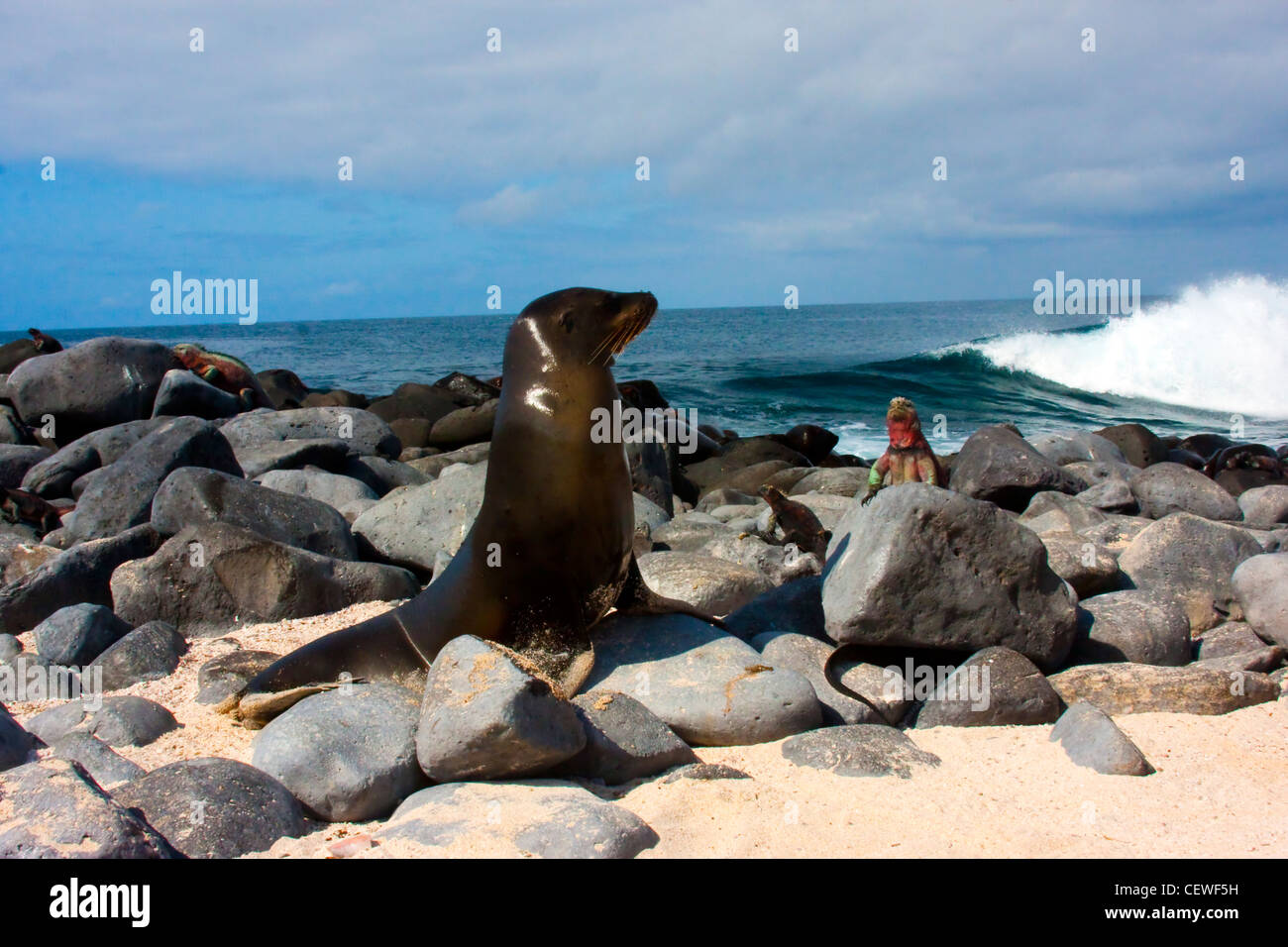 Lobo de mar de Galápagos e iguanas disfrutando del sol Foto de stock