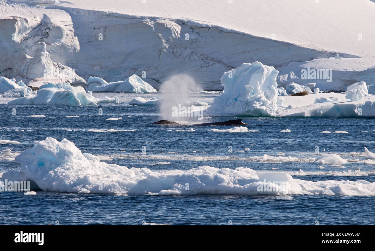 Par de ballenas jorobadas (Megaptera novaeangliae), Bahía Paraíso, Península Antártica. Foto de stock