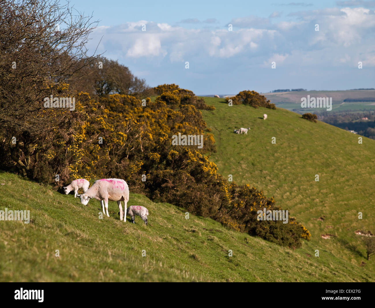 Las ovejas y corderos de primavera de pastoreo en Knap Hill. Foto de stock
