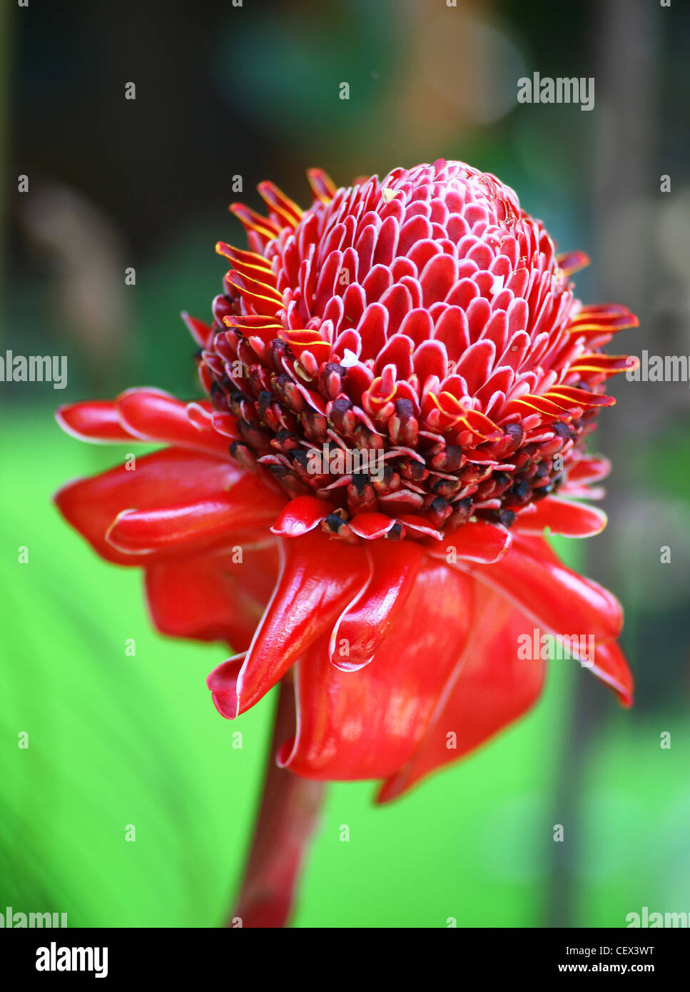 Planta de jengibre 'Red Torch' (Etlingera elatior) Foto de stock