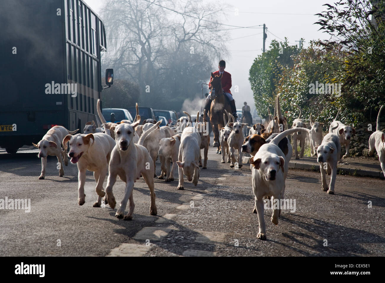 Foxhounds seguida por el maestro de foxhounds a caballo en la aldea de Brinkworth. Foto de stock