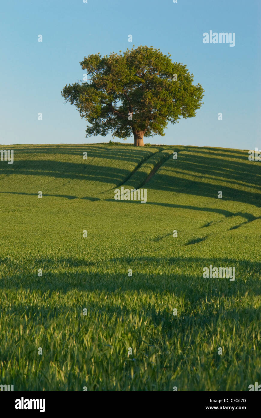 Un solitario árbol de roble, encaramado en la cima de una colina a Teynham, Kent Foto de stock