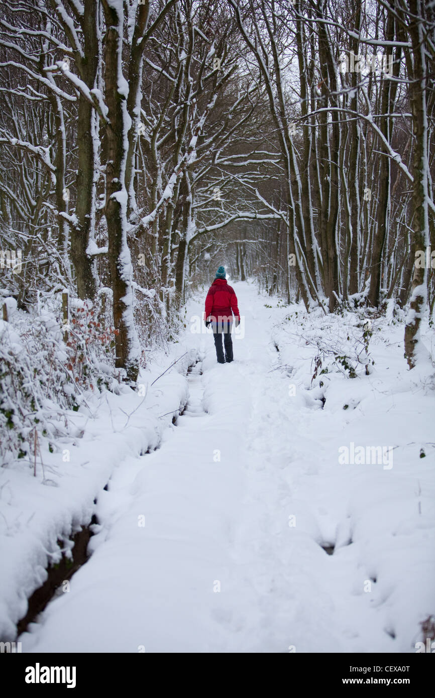 Un andador en una chaqueta roja en medio de la nieve fresca caída en un bosque cercano a la aldea de Stowting en Kent Foto de stock