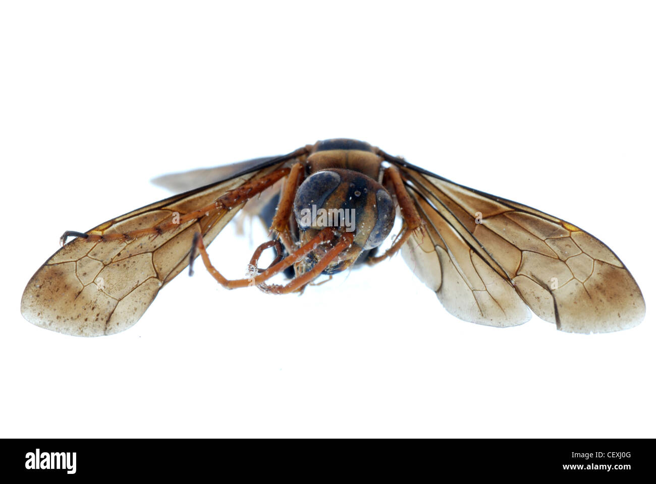Avispa abeja insecto aislado en blanco Foto de stock
