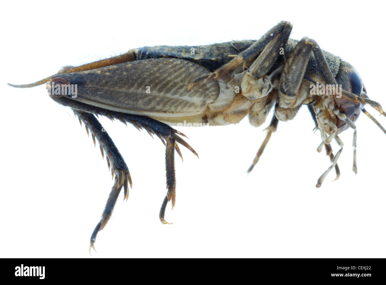 Grillo INSECTO insecto aislado en blanco Foto de stock