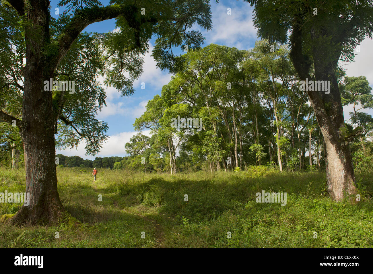 Una persona caminando por un sendero a través de los árboles; la isla Santa Cruz, Galápagos, Ecuador Foto de stock