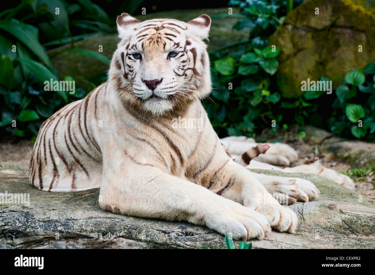 Tigre Blanco en el Zoo de Singapur, Singapur. Foto de stock