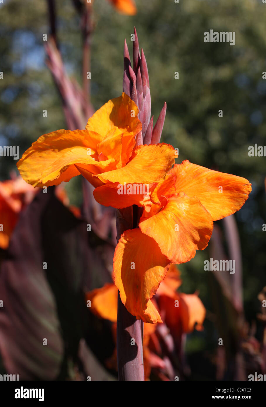Canna Narrow-Leaved Lily ('Roi Humbert'), Canna glauca, Cannaceae. América del Sur. Aka Louisiana Canna, Maraca Amarilla. Foto de stock