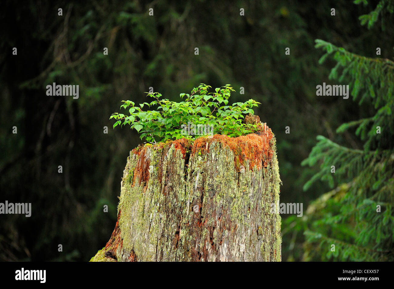 El nuevo crecimiento de la vegetación crece a partir de un gran tronco de árbol de descomposición. Foto de stock