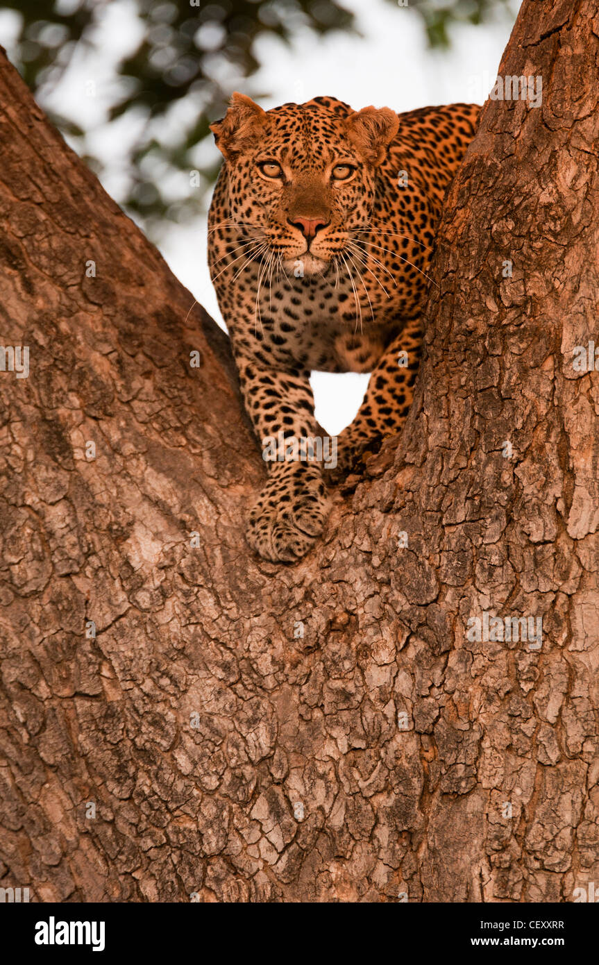 Gran leopardo macho subiendo un árbol salchicha Foto de stock